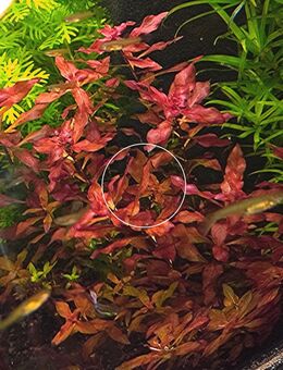Super Red Mini Ludwigia, Wasserpflanze, Versand/ Abholung - Mechernich