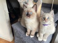 Wunderschöne Ragdoll-Kätzchen bald abzugeben - Kiel