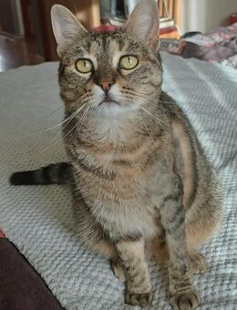 Sonnenschein Bilja sucht warmes Körbchen - Margetshöchheim