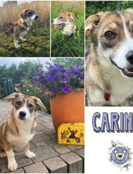 CARINIO * fröhlicher Bub m. eigenem Kopf - Duisburg