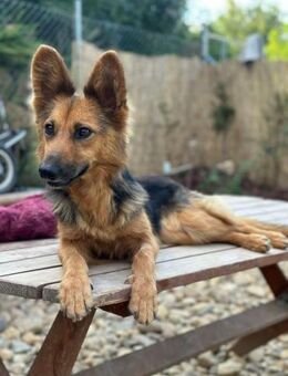 Nena, bezaubernde Herzensbrecherin, 4J - Vaterstetten