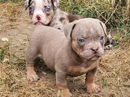 Wunderschöne American Bully Welpen zu Verkaufen!! - Ludwigshafen (Rhein)