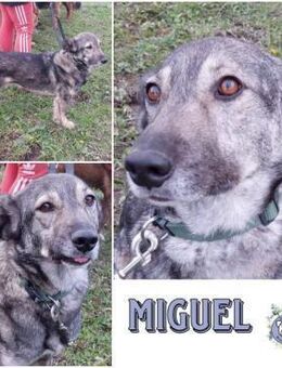MIGUEL * menschenfreundl. Kontrolletti - Duisburg