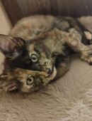 Main coon Mix kitten in 06868