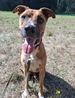 Sportliches Zuhause gesucht - Bad Belzig