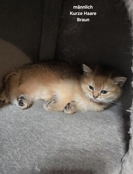 Süße BKH Kitten suchen ein neues Zuhause - Bonn
