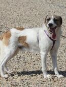 Willow eignet sich gut als Familienhund in 29690