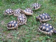 Breitrandschildkröten NZ 2021 - Fürstenwalde (Spree)