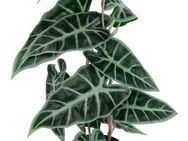 Kunstpflanze Calathea, I.GE.A., Höhe 45 cm, Kunst-Pflanze Seidenblumen ZimmerpflanzeZebrina Alocasia Sanderiana