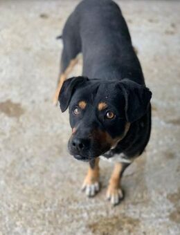 Gaston möchte endlich ausziehen - Schlitz