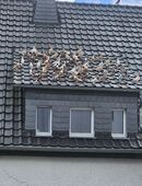 Tauben gemischt in 57489