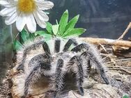 Brachypelma Albopilosum weibchen - Braunschweig