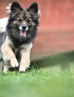 Ria - mit 6 Kilo immer dabei - Grainau