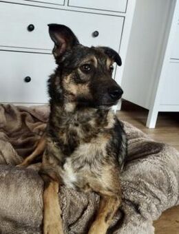 Floki 52 cm (Pflegestelle) - Alpenrod