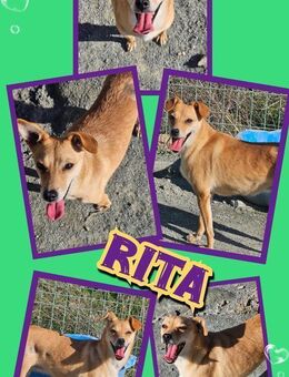 Liebe Rita- bald auf Pflegestelle! - Nürnberg