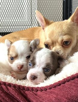 Reinrassige Chihuahua Welpen suchen ein liebevolles Zuhause 🐾❤️ - Sörup