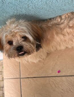 Shihtzu Rüde zum Verkaufen - Neuenburg (Rhein)