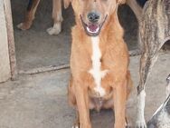 Rafa mit ganzer Familie Alb - Ludwigshafen (Rhein)