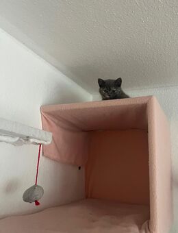 Britisch Kurzhaar Britisch Langhaar Kitten BKH - Hamburg Harburg