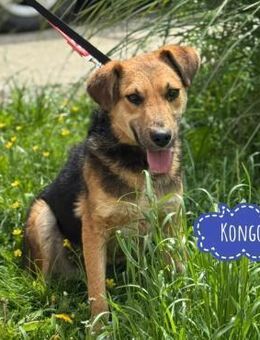 Kongo ein sehr sozialer Rüde - Flörsheim-Dalsheim