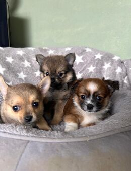 Chihuahua x Pomeranian Welpen - Wadersloh