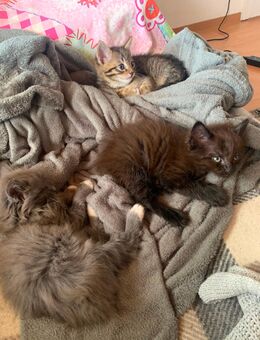 Süße, verspielte Kätzchen suchen ein liebevolles Zuhause 🐾 - Sinzig