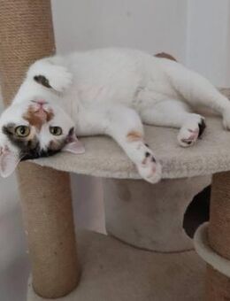 Kleines ☀️scheinchen IVY sucht ♥️ - München