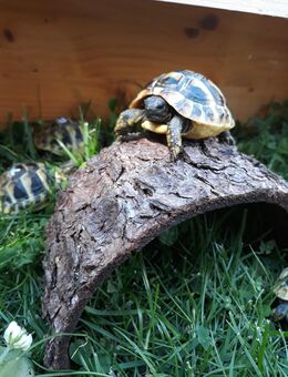 Griechische Landschildkröten abzugeben - Büchenbach