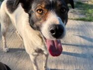 Cora - Familienhund, Leinenführig - Blankenheim (Nordrhein-Westfalen)
