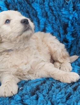 Goldendoodle Welpen medium suchen demnächst ihre Familien - Masburg