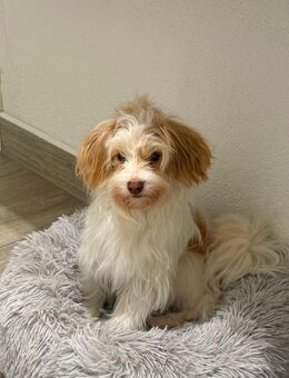 Deckrüde gesucht - Stockach