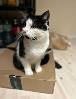 Sammy 8 Jahre sucht ein Neues Zuhause - Steinhorst (Schleswig-Holstein)