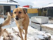 ❤TIKA - WER GIBT IHR EINE CHANCE?❤ - Alfeld (Leine)