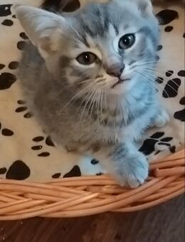 Bkh Ekh Kitten kater und Katze - Betzdorf