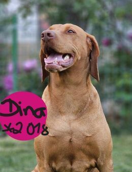 Luna Vizler - Beltheim