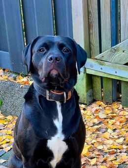 Hündin 2 Jahre alt - Sankt Wendel