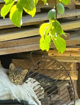 Kleine weibliche Katze mit oder ohne Geschwisterchen abzugeben - Vilshofen (Donau)