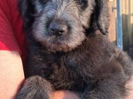 Labradoodle Welpen - Hannoversch Münden