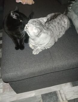 Zwei süße Katzen 🐈 männlich und weiblich - Gelsenkirchen