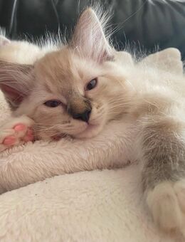 2 Ragdoll Kitten suchen ab sofort ein tolles zu Hause - Merzenich