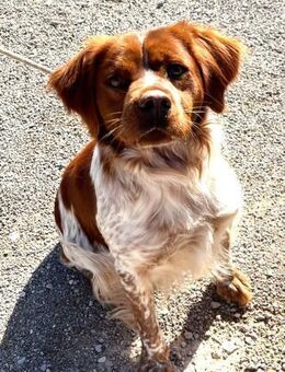 PUMBA - wunderhübscher Bretone...... - Kempen