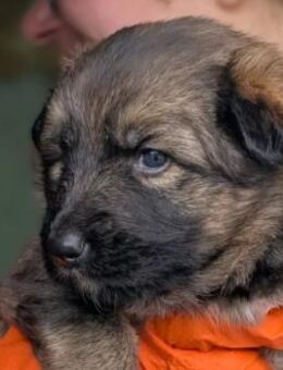 Zauberhaftes, süßes Welpenmädchen 1 D - Kallmünz