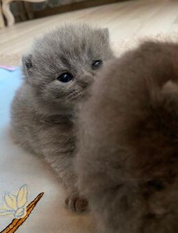 Reinrassige Bkh Kitten in blue - Brakel