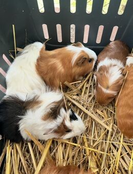 Meerschweinchen Jungtiere sowie kastrate - Schiffweiler