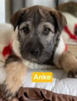 Anke - im Pappkarton vor der Tür - Berlin