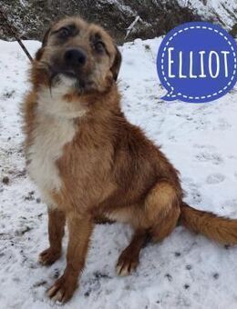 Elliot ein gutmütiger Traum - Mannheim