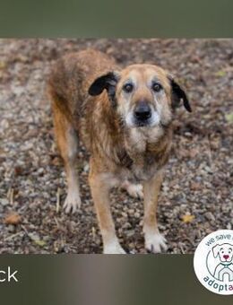 Mick: Sanfter Senior mit Charme - Kirchzell