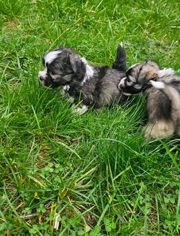 Malteser Welpen - Ebersbach (Fils) Zentrum