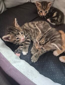 Katzenbabys zuckersüss - Syke Zentrum
