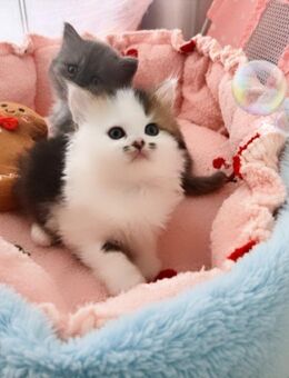 Reinrassige Bkh Kitten - Köln